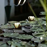 Flora - Kleine Gartenhotel 엘마우